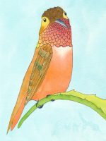 Allen's Hummingbird - Wallpaper